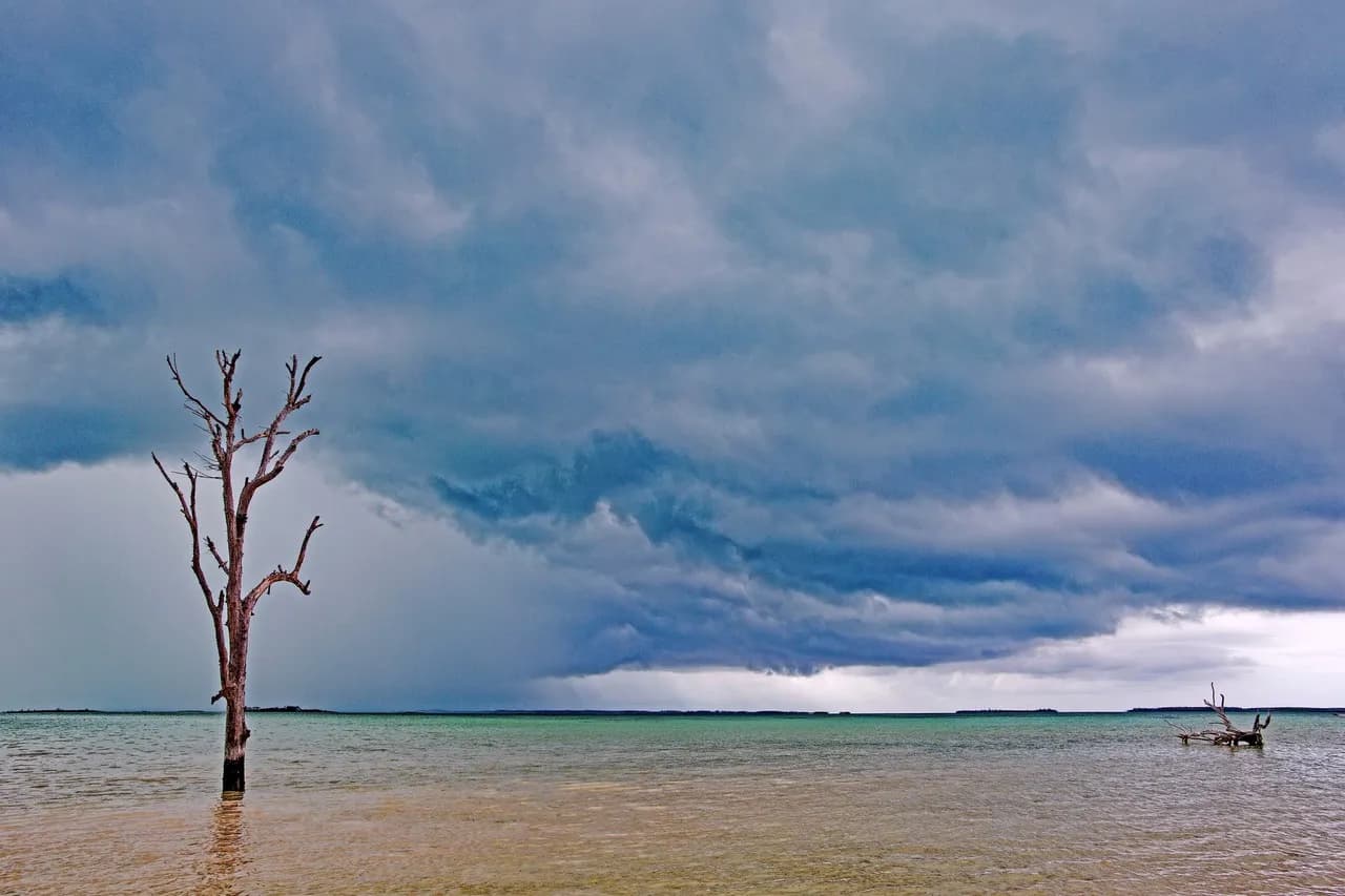 Tree of Charlotte - Bahamas