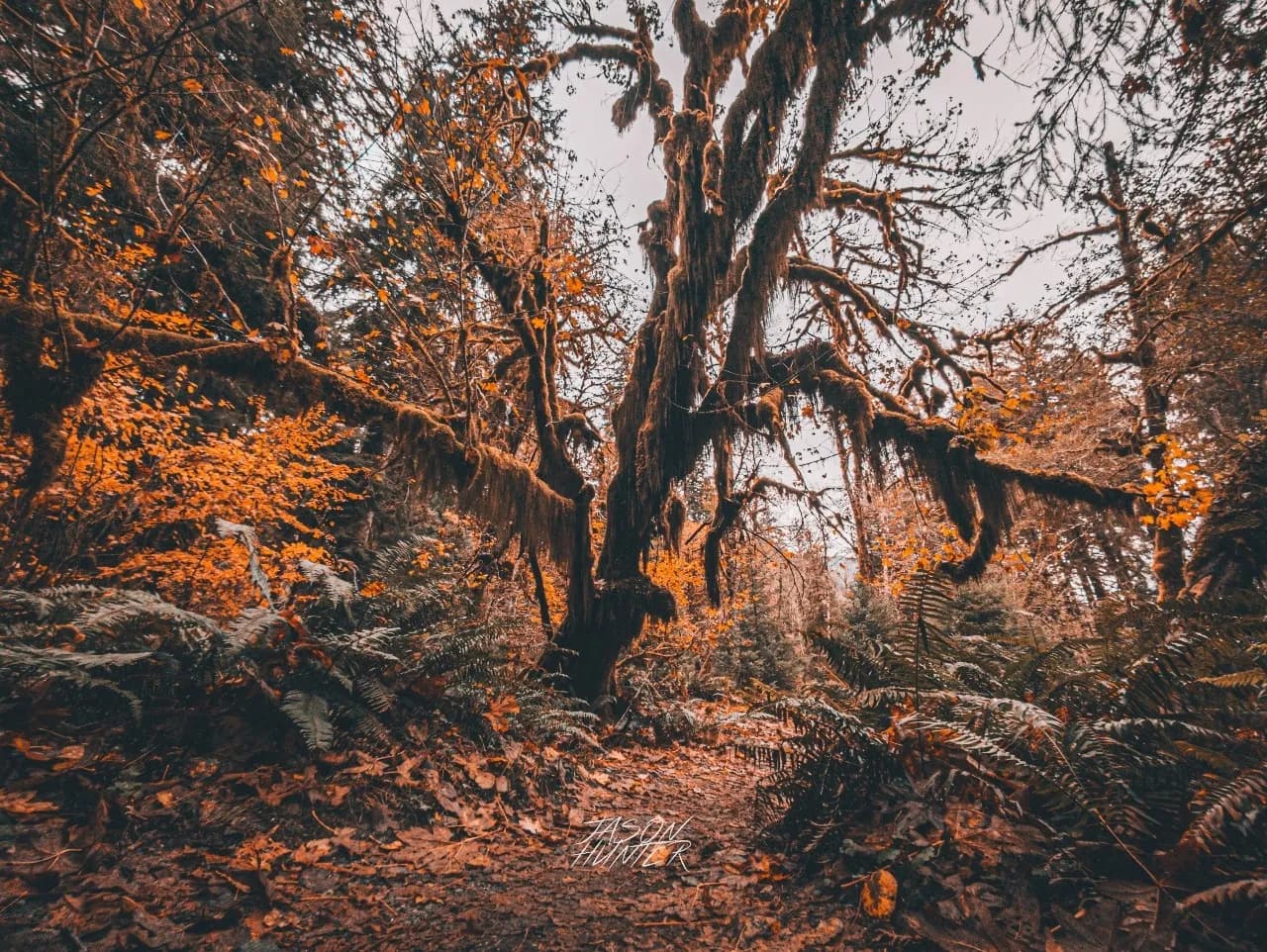 Hall of Moss trail - З Hoh rainforest, Olympic national park, United States