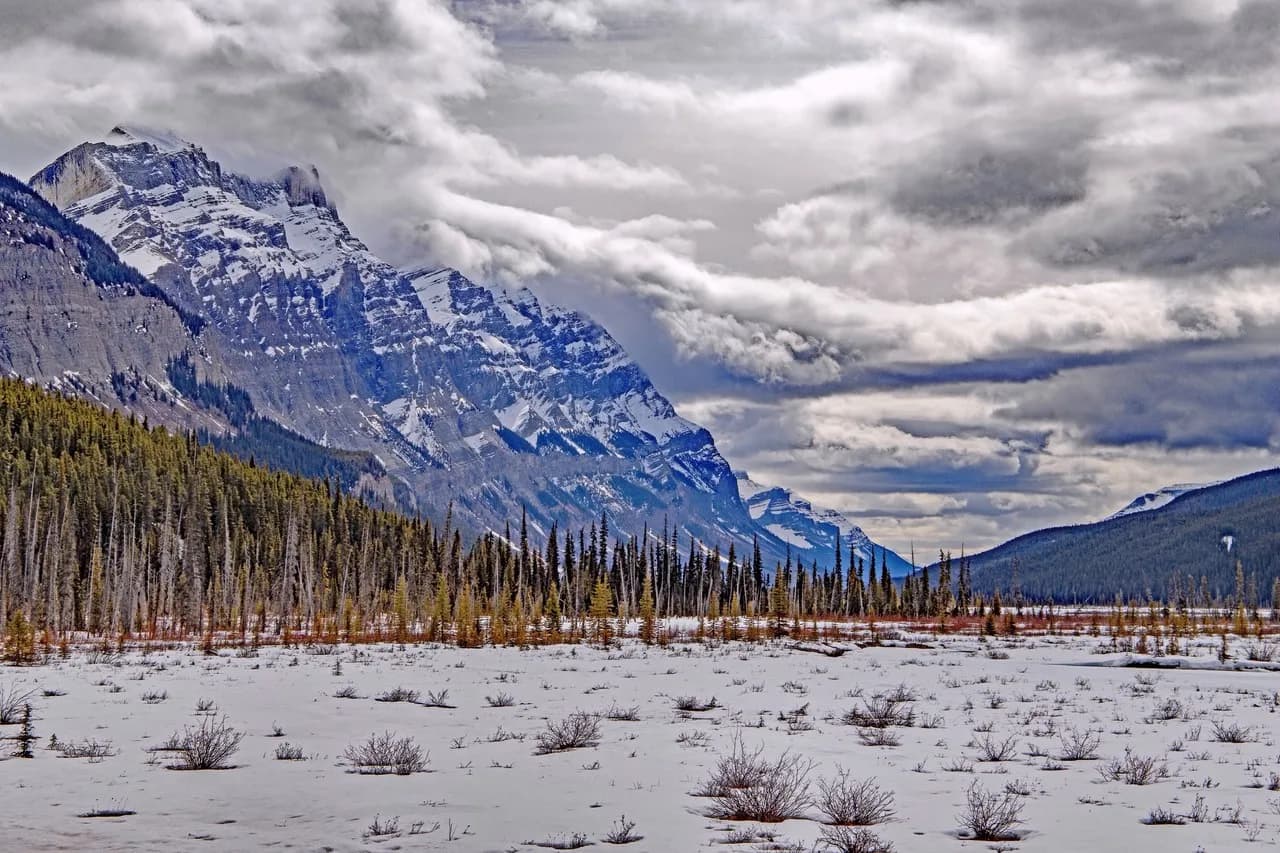 Pine Forest in Icefields - Canada
