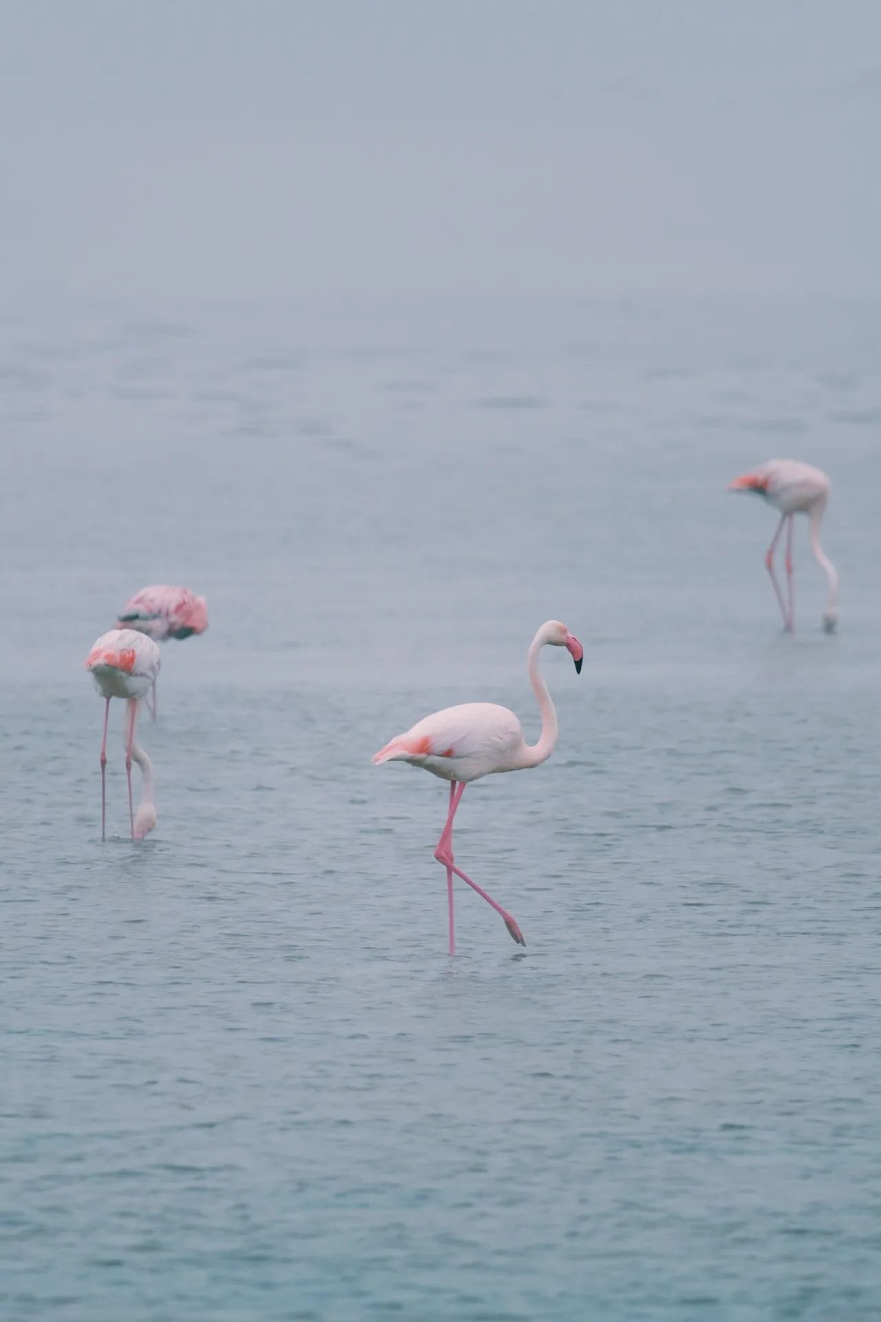 Flamingo Lagoon - Namibia