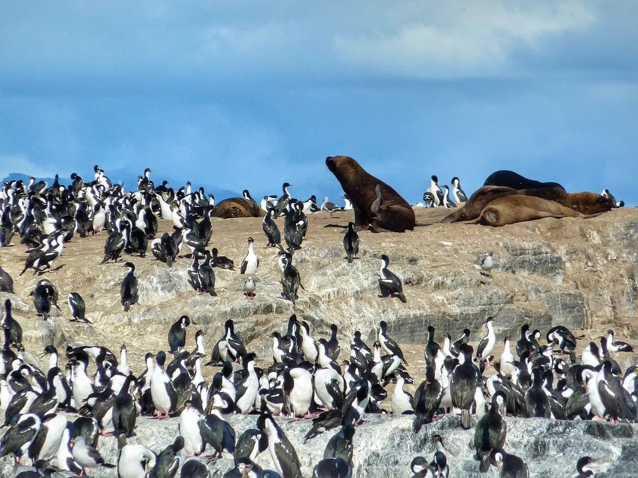 Lobitos y cormoranes - จาก Ferry, Argentina