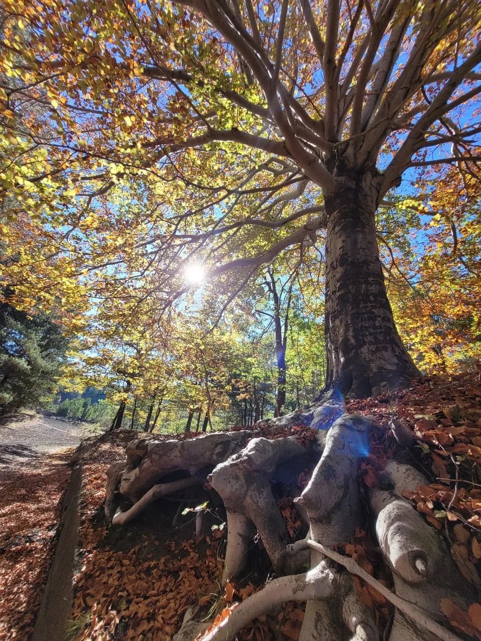 Trofa du Camperi - Frá Etna, Italy