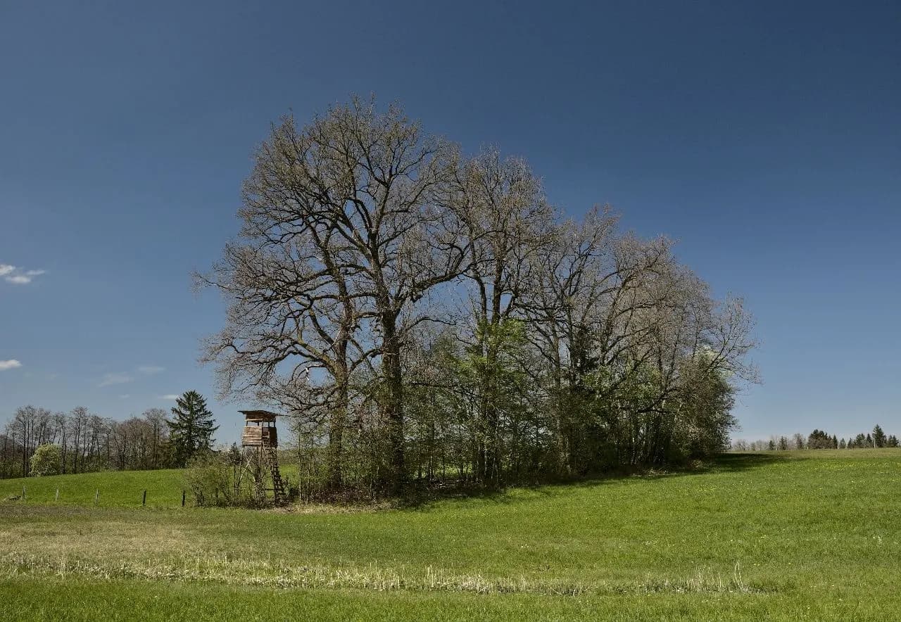 Baumgruppe mit Hochsitz - Від Wiese bei Großgmainer Landstraße, Austria