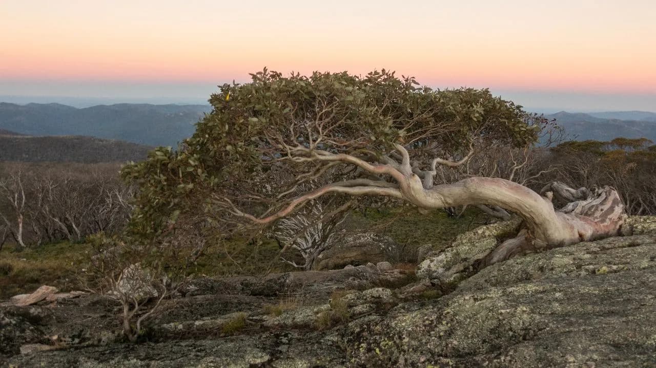 Snow Gum - De Mt Gingera, Australia