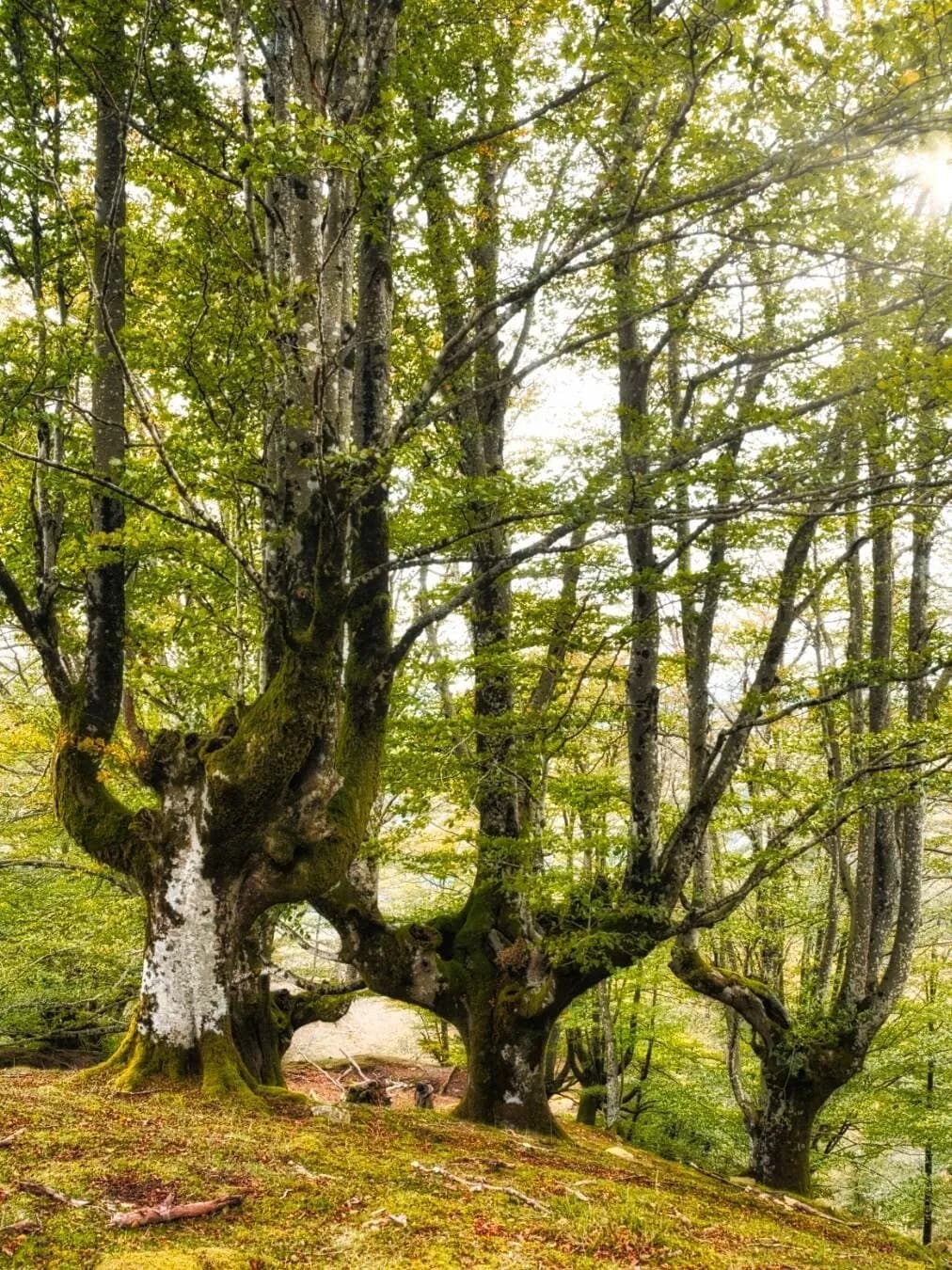 Hayedo Belaustegi - Spain