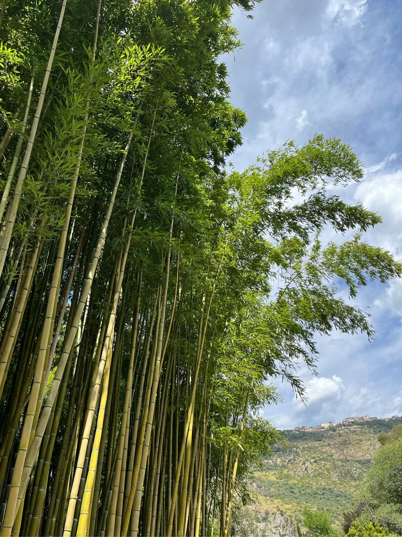 Bambù - Kimdən Giardino di Ninfa, Italy