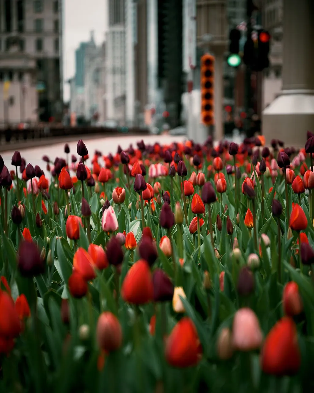 The Magnificent Mile - از Michigan Ave by The Wrigley Building, during spring (tulips), United States