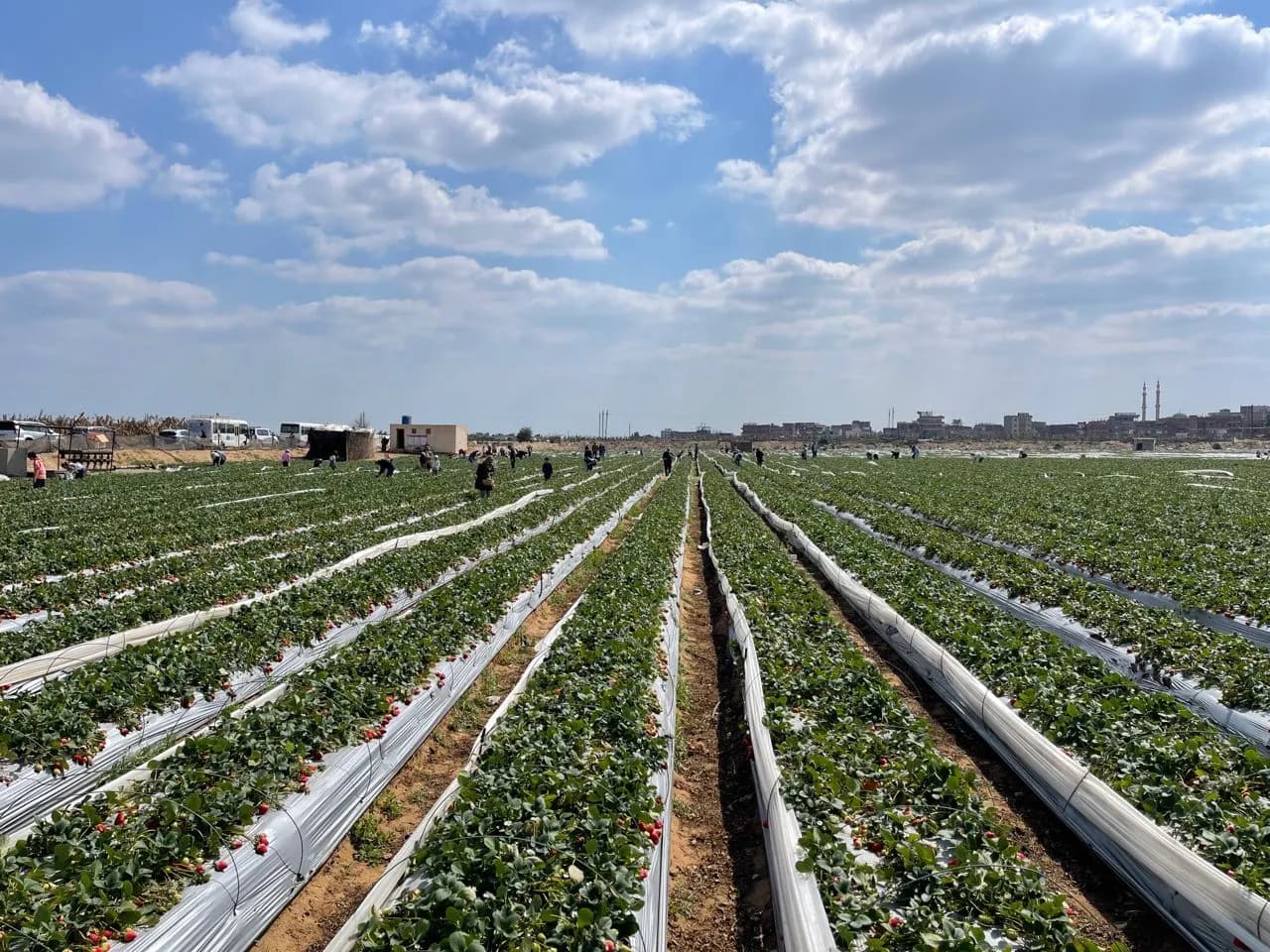 Strawberry field - Egypt