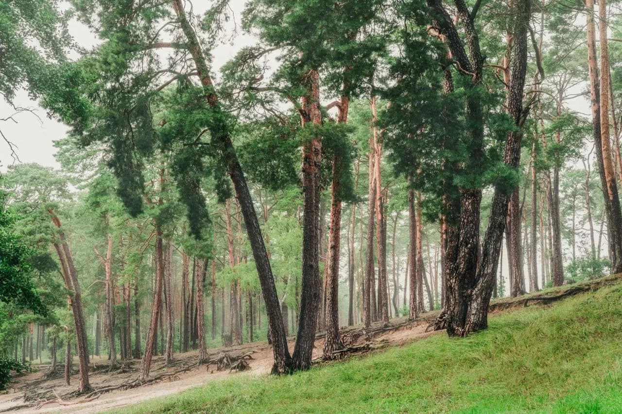 Pine Trees at the Łuba Lake - Od Near Plaża nad jeziorkiem Łuba, Poland