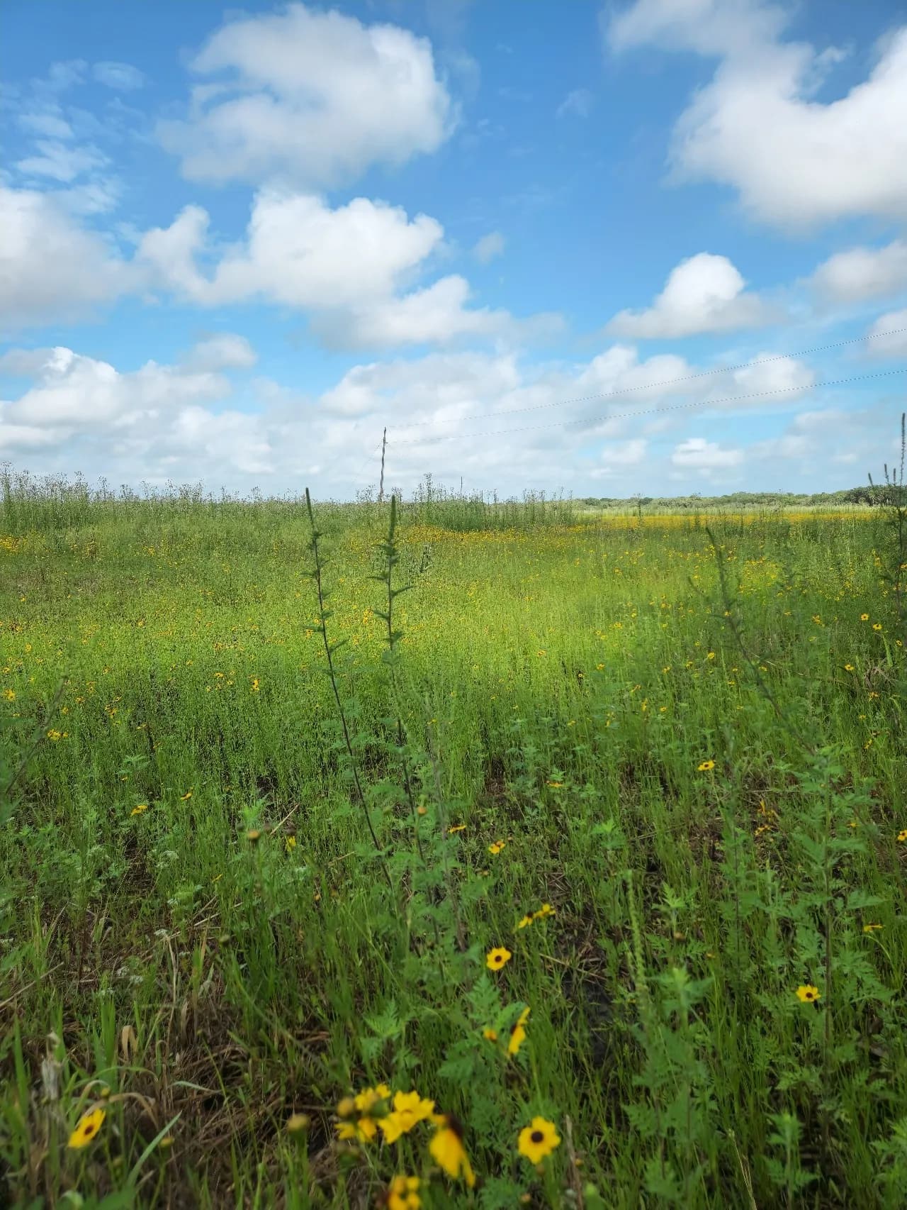 Myakka river camp ground - З Flower field, United States
