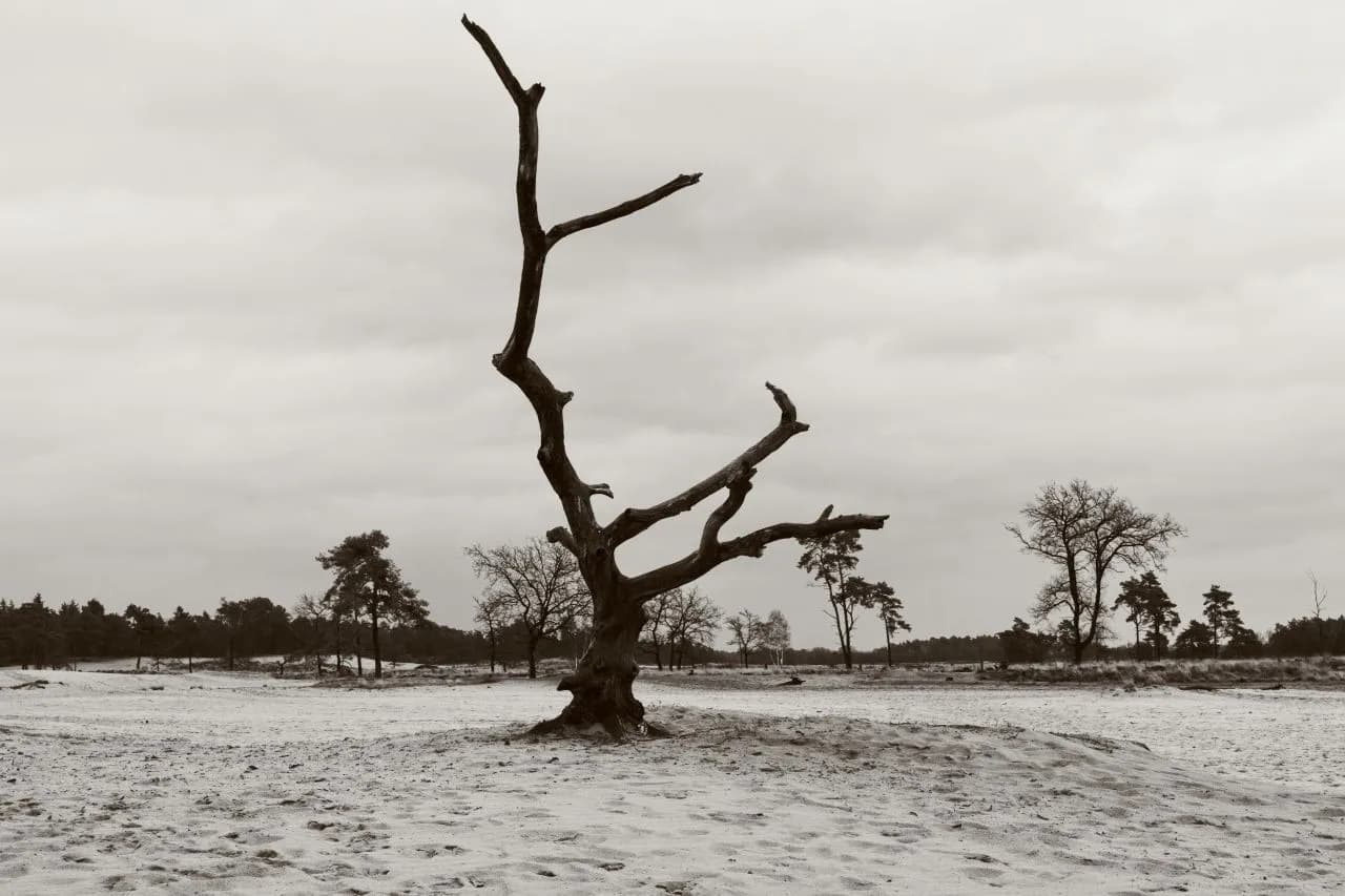 Grote Vlakte - Netherlands