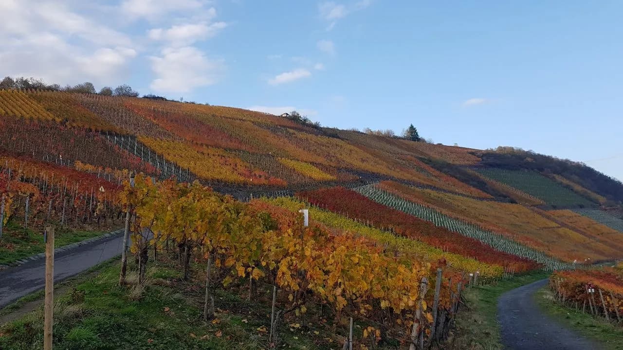 Weinberge im Ahrtal - Desde Wanderweg, Germany