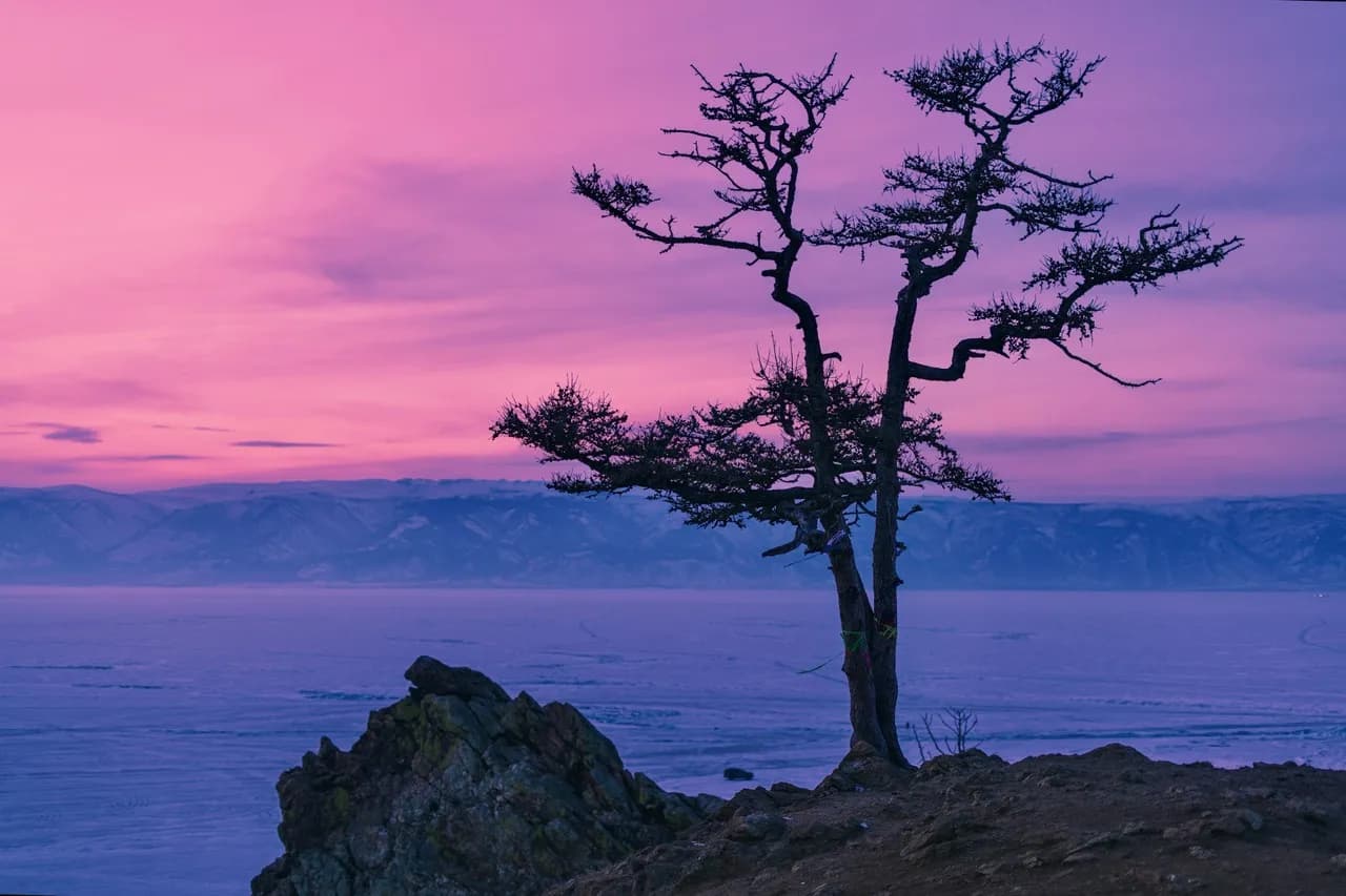 Tree Viewpoint - Russia